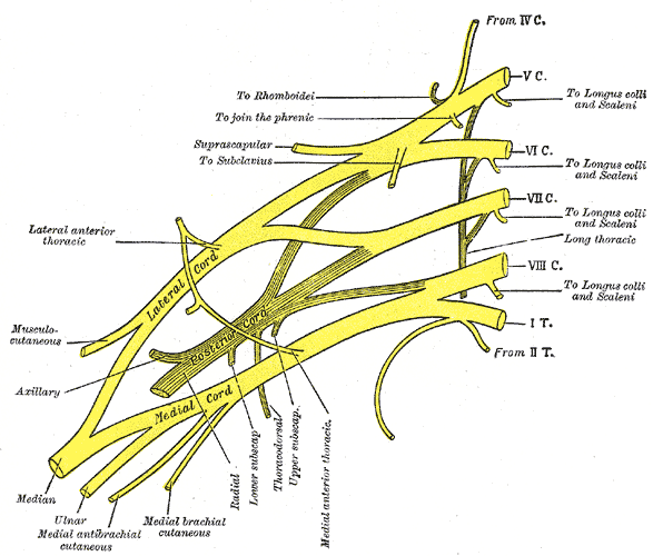 The Anterior Divisions, Plan of brachial plexus