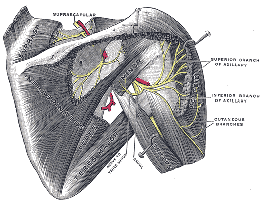 The Anterior Divisions, Suprascapular and axillary nerves of right side; seen from behind, Cutaneous Branches, Nerves to Teres minor and Radial