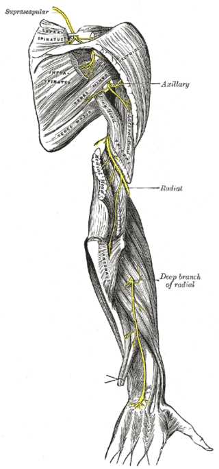 The Anterior Division, The suprascapular; axillary; and radial nerves