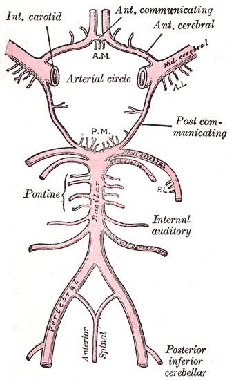 Circle of Willis: with the penetrating arteries, arising from the middle cerebral arteries, vertebral artery, and the posterior cerebral arteries