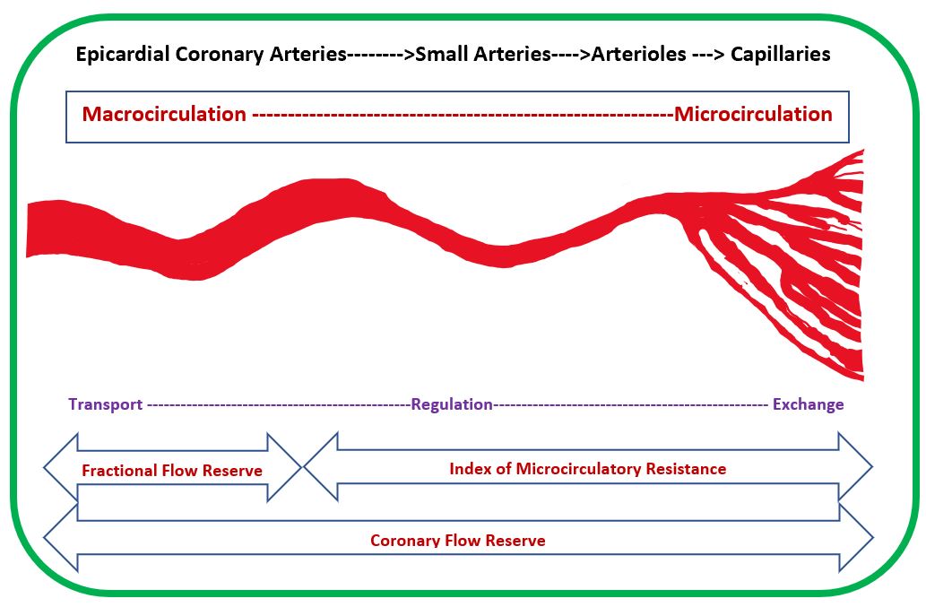 Coronary macro and micro circulation
