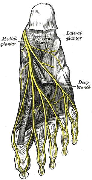 <p>The Sacral and Coccygeal Nerves, The Plantar Nerves, Medial; Lateral Plantar, Deep Branch</p>