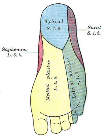The Sacral and Coccygeal Nerves, Diagram of the segmental distribution of the cutaneous nerves of the sole of the foot; Tibial, Sural, Saphenous, Medial Plantar, Lateral Plantar 