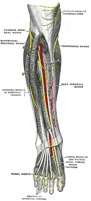 The Sacral and Coccygeal Nerves, Deep nerves of the front of the leg, Deep Peroneal Nerve, Saphenous Nerve, Dural Nerve