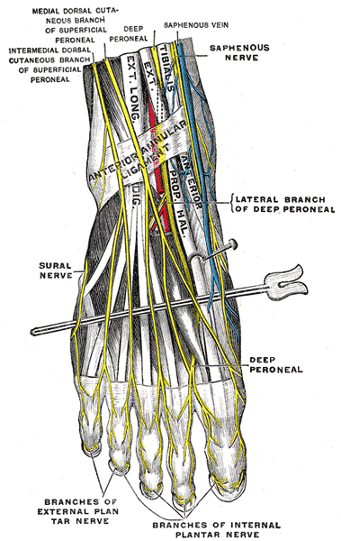 The Sacral Coccygeal Nerves, Nerves of the dorsum of the foot, Lateral Branch of Deep Peroneal, Sural Nerve, Saphenous nerve