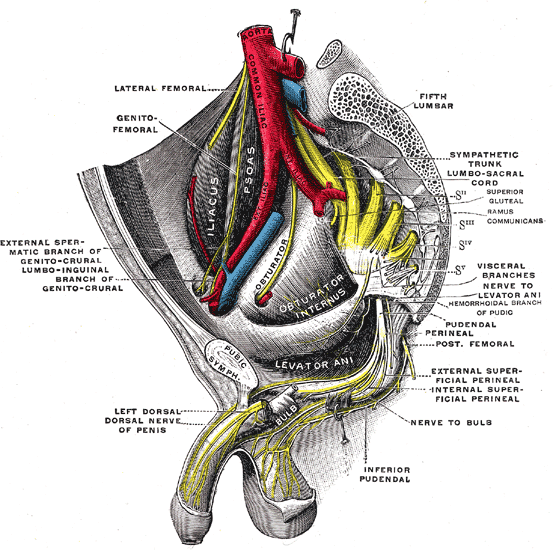 The Sacral and Coccygeal Nerves, Sacral plexus of the right side, Pelvic Area, Coccyx, Dorsal Nerve of Penis, Nerve to Bulb, Genito Femoral Nerve