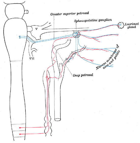 The Sympathetic Nerves, Sympathetic connections of the sphenopalatine and superior cervical ganglia
