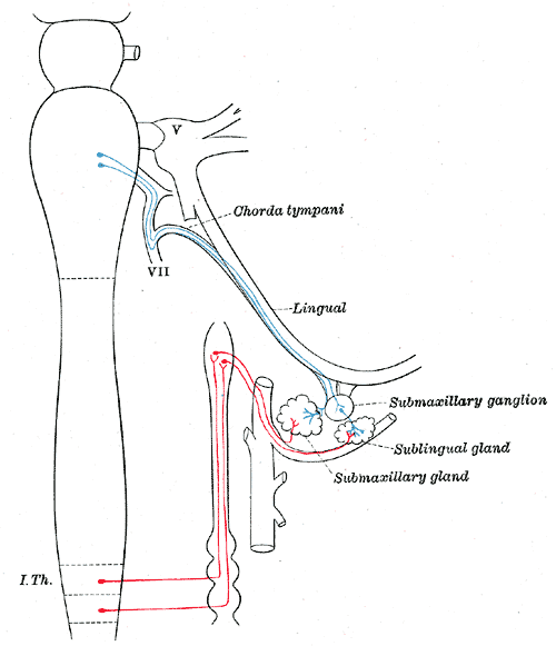 The Sympathetic Nerves, Sympathetic connections of the submaxillary and superior cervical ganglia
