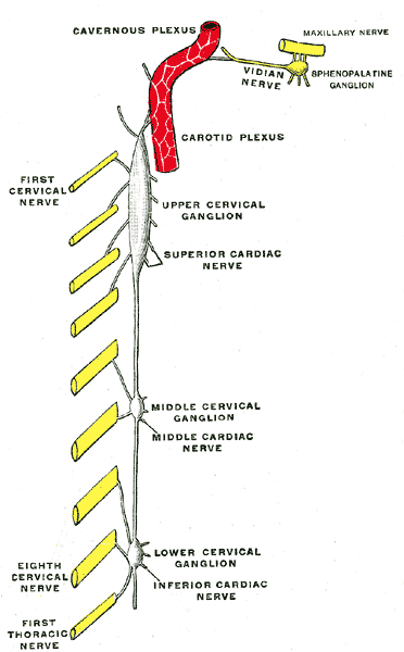 The Cervical Portion of the Sympathetic System,  Diagram of the cervical sympathetic