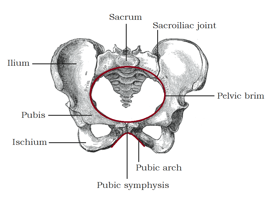 Pelvic Girdle. Composition of the pelvic bones.