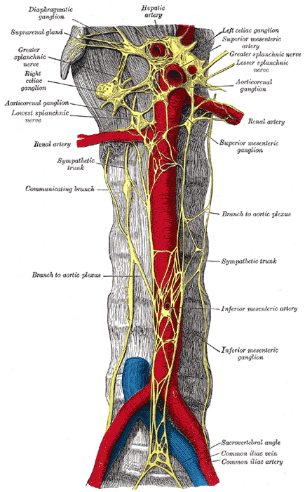 <p>The Abdominal Portion of the Sympathetic System, Abdominal portion of the sympathetic trunk, with the celiac and hypogastr