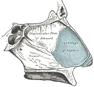 The Organ of Smell, Bones and cartilages of septum of nose;viewed from the Right side, Perpendicular plate of Ethmoid, Vomer, Maxilla, Palatine, Cartilage of Septum, Greater Alar cartilage 