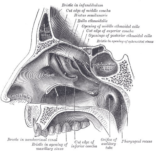 The Organ of Smell, Lateral wall of nasal cavity; the three nasal conchæ have been removed, Atrium, Frontal Sinus, Sphenoidal Sinus, Vestibule, Middle Concha, Superior Concha, Inferior Concha 