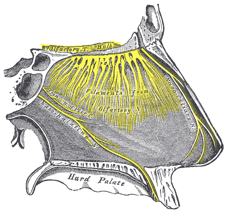 The Organ of Smell,  Nerves of septum of nose. Right side, Filaments from Olfactory Nerve and bulb 