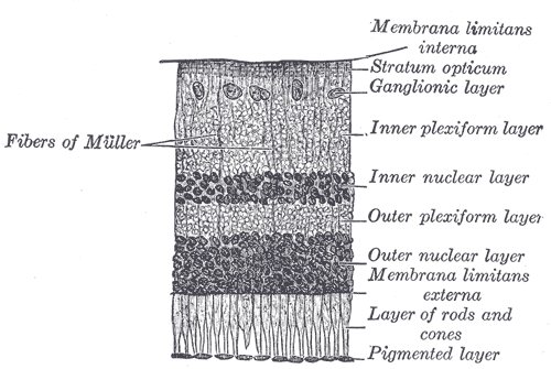 The Tunics of the Eye, Section of the Retina, Fibers of Muller, Inner Plexiform layer, Inner nuclear layer, Outer Plexiform layer, Outer nucleus layer, Membrana limitans externa, Layer of rods and cones