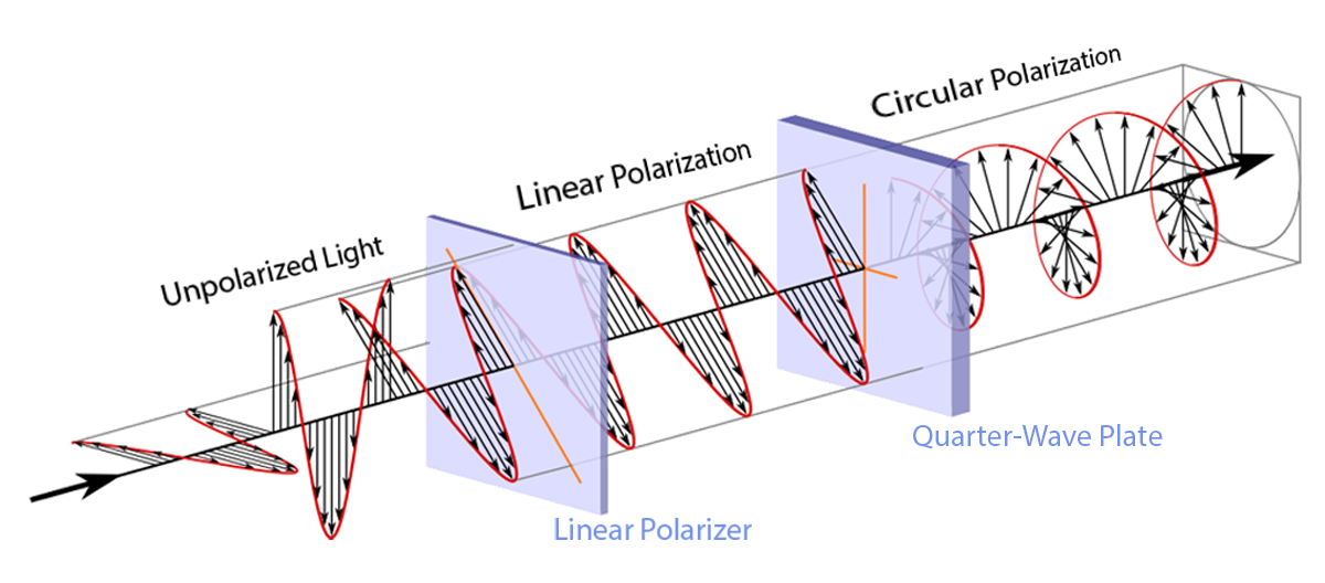 Unpolarized light, possessing random polarization, is passed through a linear polarizer to create linearly polarized light, then passed through a quarter-wave plate to create circularly polarized light
