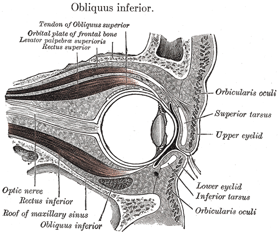 <p>The Accessory Organs of the Eye, Sagittal section of right orbital cavity, Upper and lower Eyelid, Inferior Tarsus, Orbicu
