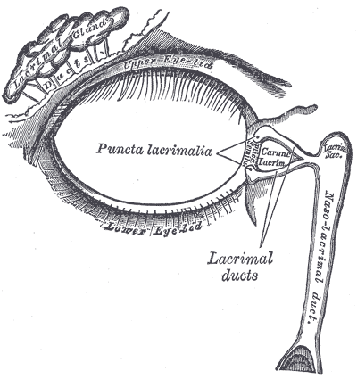 <p>The Accessory Organs of the Eye, The lacrimal apparatus; Right side, Puncta Lacrimalia, Lacrimal ducts, Nasolacrimal ducts