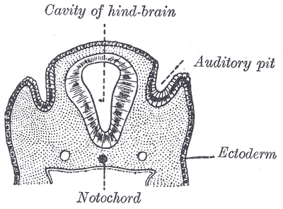 <p>The Organs of Hearing, Section through the head of a human embryo that is about twelve days old; in the region of the hind