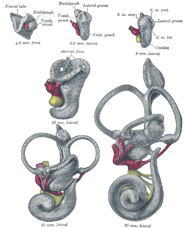 <p>The Organ of Hearing, Lateral views of membranous labyrinth and acoustic complex</p>