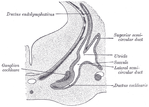 The Organs of hearing,  Transverse section through head of fetal sheep; in the region of the labyrinth, Ductus endolymphaticus, Superior semicircular duct, Utricle, Saccule, Lateral Semicircular duct, Ductus cochlearis, Ganglion cochleare 
