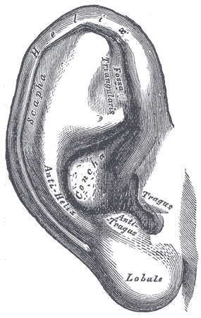 The External Ear, The auricula. Lateral surface, Helix, Scapha, Fossa Triangularis, Anti-helix, Concha, Anti-tragus, Tragus, Lobule 
