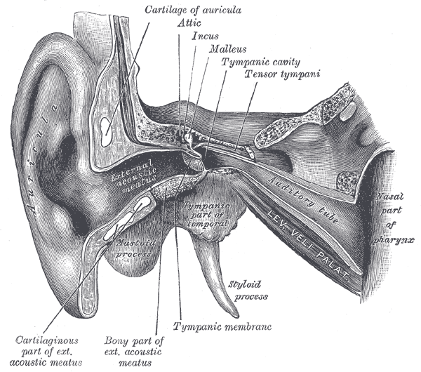 The External Ear,  External and middle ear; Right side, Attic, Incus, Malleus, Tympanic cavity, Tensor tympani, Auditory Tube