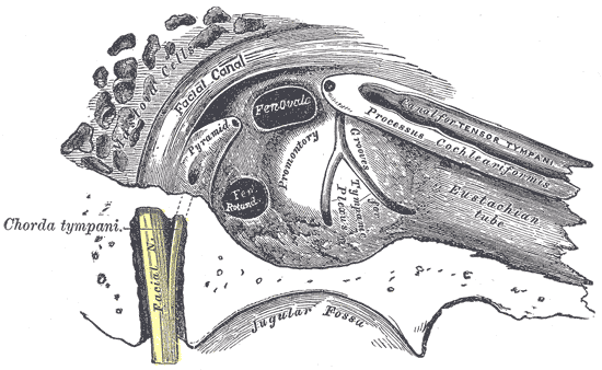 The Middle Ear or Tympanic Cavity, View of the inner wall of the tympanum, Chorda tympani, Processus cochleariformis, Eustachian tube, Facial canal, Fenovala 