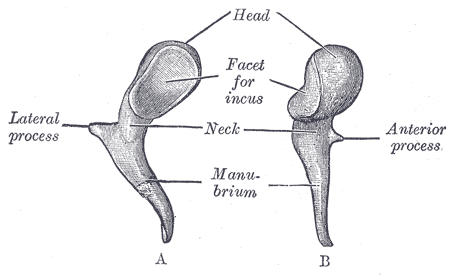 The Auditory Ossicles, Left malleus, A; From behind, B; From within