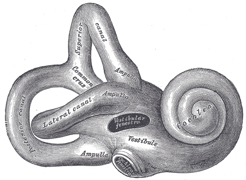 The Internal Ear or Labyrinth, Right osseous labyrinth; Lateral view, Posterior; Superior; Lateral canal, Common crus, Ampulla, Vestibule, Cochlea
