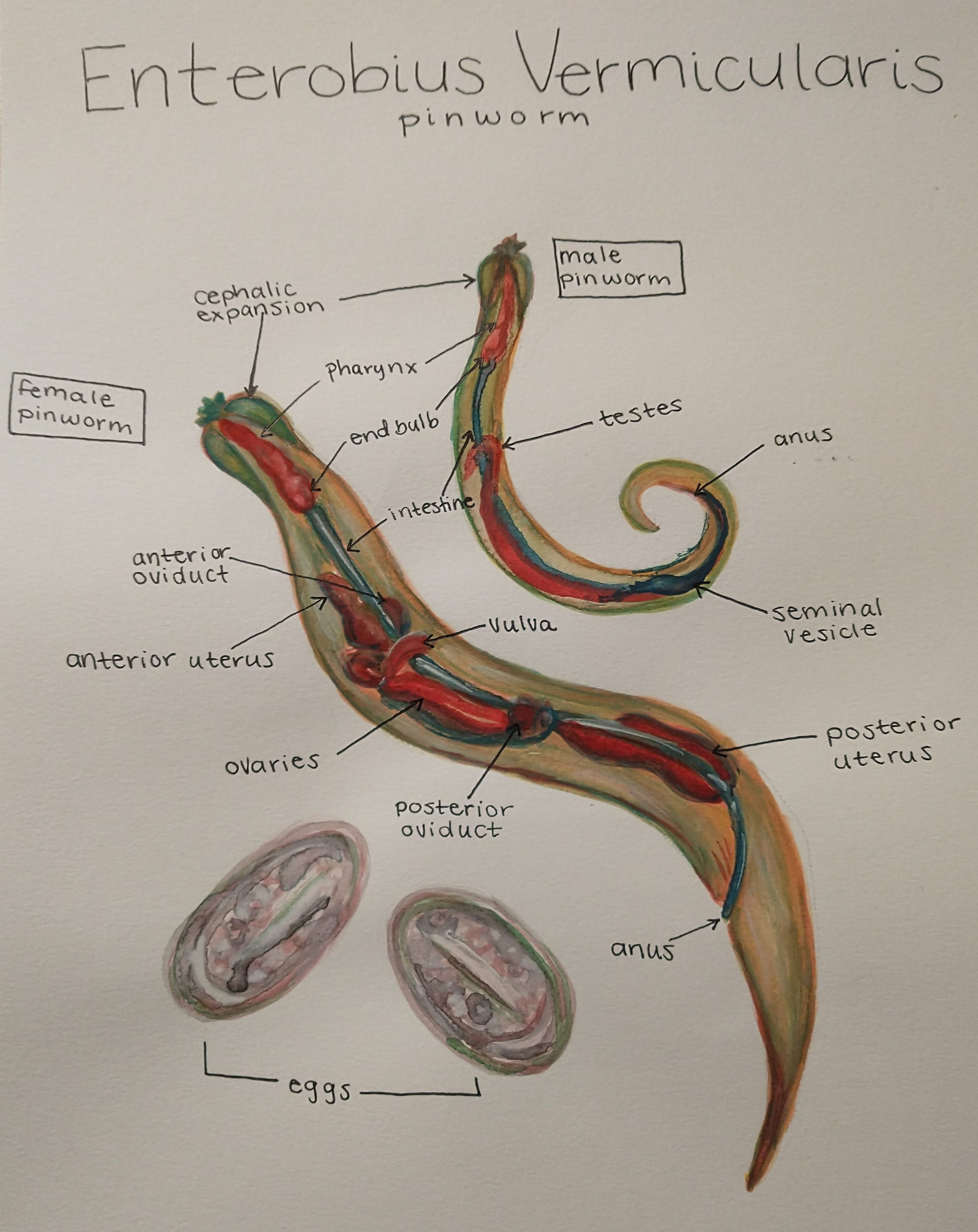 Anatomy of Enterobius Vermicularis