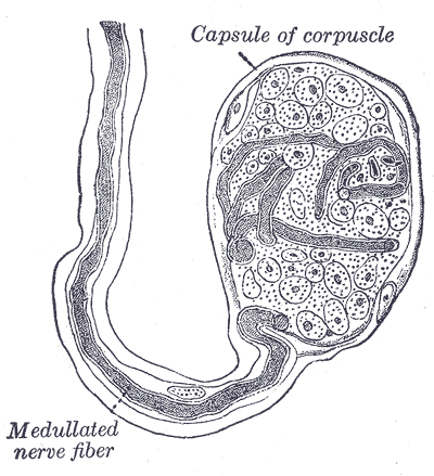 Peripheral Terminations of Nerves of General Sensations, End-bulb of Krause, Capsule of corpuscle, Medullated nerve fiber