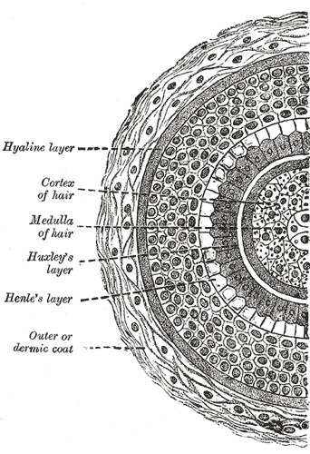 The Common Integument, Transverse section of hair follicle, Hyaline Layer, Cortex of hair, Medulla of hair, Huxley's Layer, Henle's layer, Outer or dermic coat