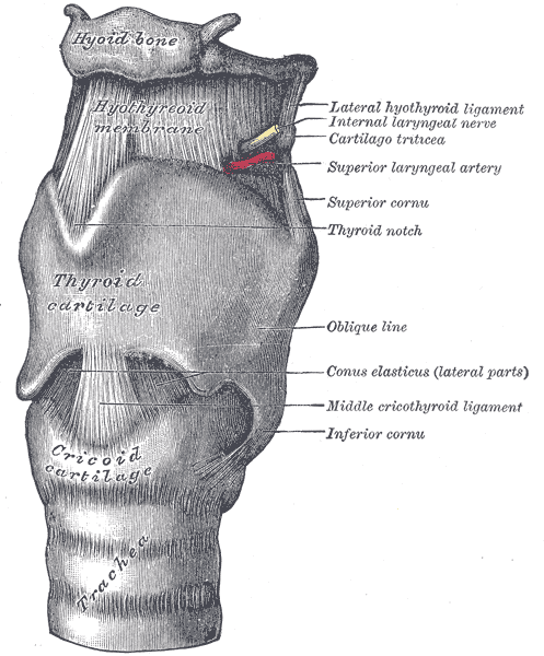 The Larynx, The ligaments of the larynx; Antero-lateral view, Middle cricothyroid Ligament, Hypothyroid membrane, Lateral thyrohyoid ligament 