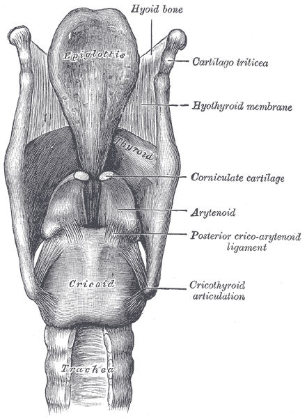 The Larynx, Ligaments of the larynx; Posterior view, Cartilago triticea, Hyothyroid membrane, Corniculate cartilage, Arytenoid, Posterior cricoarytenoid ligament, Cricothyroid articulation