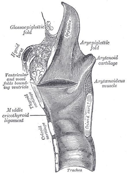 The Larynx, Sagittal section of the larynx and upper part of the trachea, Glossoepiglottic fold, Aryepiglottic Cartilage and fold; Muscle