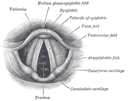 The Larynx, Laryngoscopic view of interior of larynx, Vallecula, Epiglottis, Tubercle of epiglottis, Vocal fold, Ventricular fold, Aryepiglottic fold, Cuneiform cartilage, Corniculate cartilage, Trachea