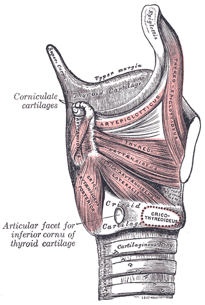 <p>The Larynx, Muscles of larynx; Side view, Aryepiglotticus, Thyreo Epiglottitis, Thyro arytenoideus, Cricoarytenoideus post
