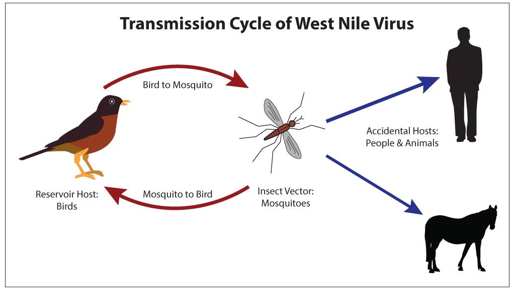 Transmission Cycle of West Nile Virus