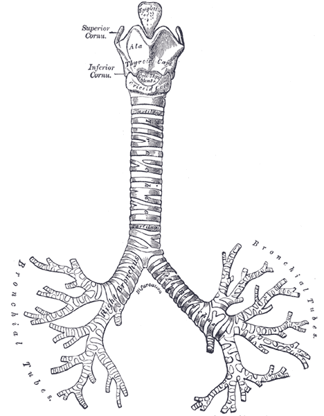 <p>The Trachea and Bronchi, Front view of cartilages of larynx; trachea; and bronchi</p>