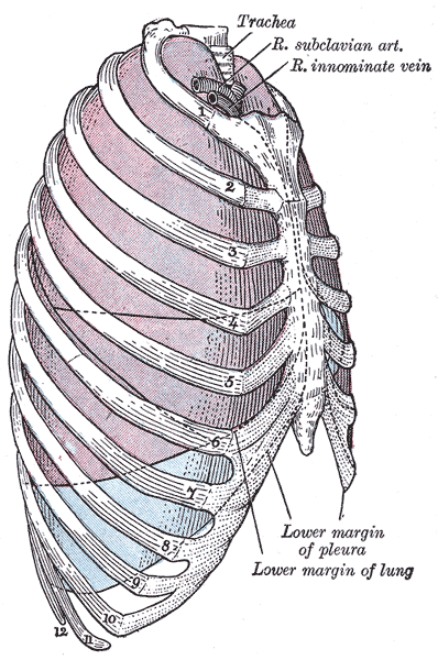 The Pleurae, Lateral view of thorax; showing the relations of the pleuræ and lungs to the chest wall, Pleura in blue; lungs in purple