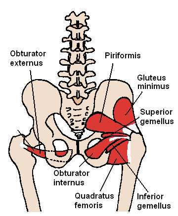 <p>Posterior Hip Muscles