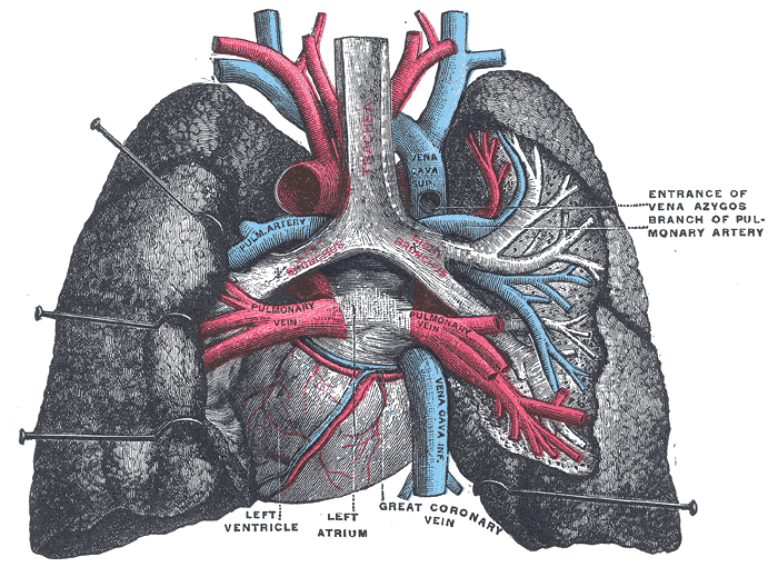 <p>The Lungs, Pulmonary vessels, seen in a dorsal view of the heart and lungs</p>