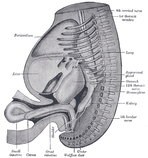 The Digestive Apparatus, Reconstruction of a human embryo of 17 mm, Pericardium, Liver, Bladder, Small intestine, Cecum, Great Intestine, Ureter, Wolffian duct
