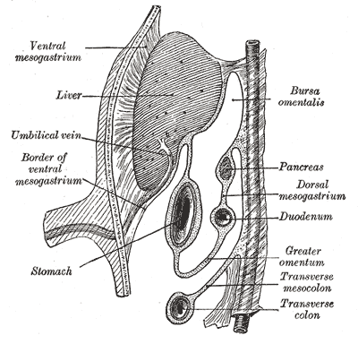 <p>The Digestive Apparatus, Schematic figure of the bursa omentalis; Human embryo of eight weeks, Embryology</p>