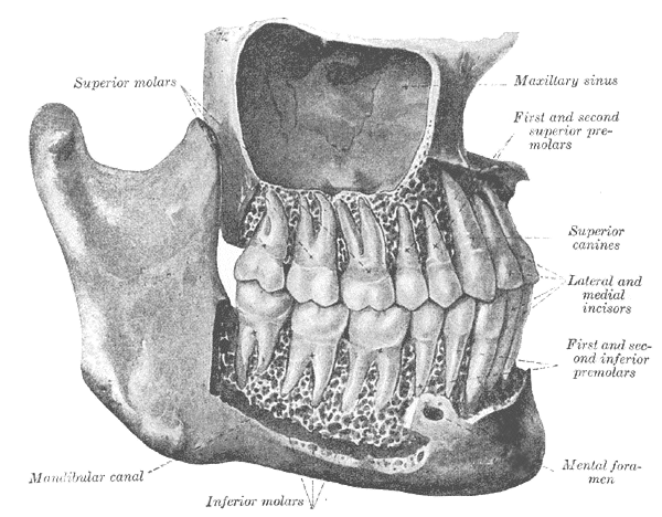The Mouth, The permanent teeth; viewed from the right, Superior Molars, Mandibular canal, Maxillary Sinus, Superior Canines, Lateral and Medial Incisors, First and second inferior premolars