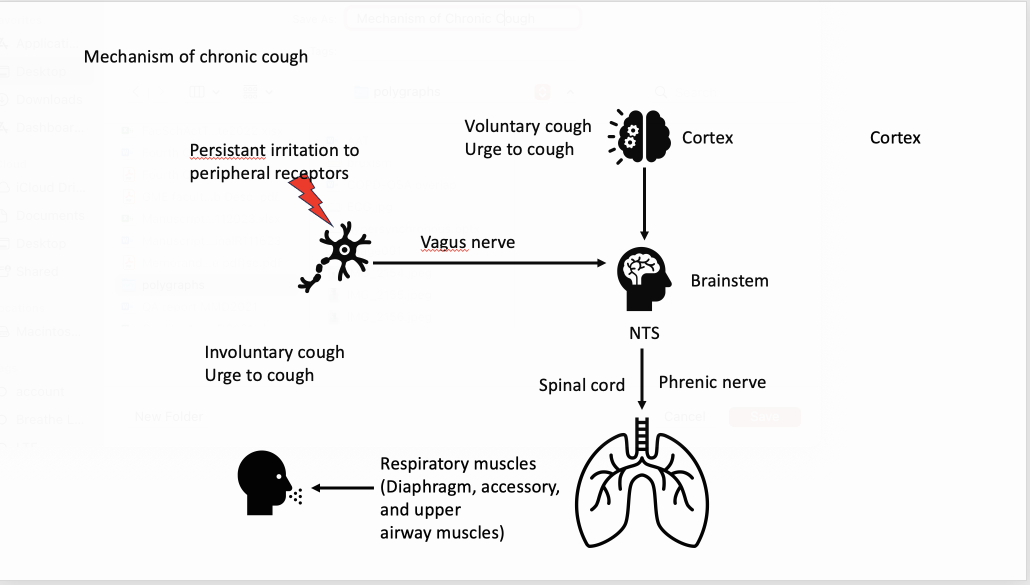 <p>Cough and the Nervous System