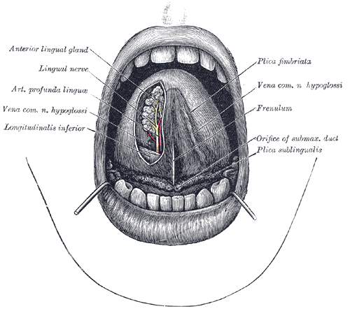 The Mouth, The mouth cavity, The apex of the tongue is turned upward, Anterior lingual gland, Lingual nerve, Arterial Profunda linguae, Vena Common Hypoglossi nerve, Longitudinalis inferior, Plica fimbriata, Frenulum, Plica sublingualis 