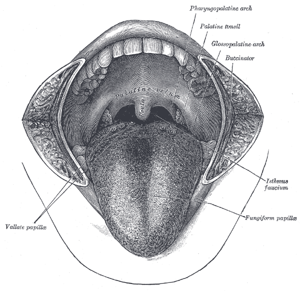 The Mouth, Mouth Cavity, Vallate papillae, Pharyngopalatine arch, Palatine Tonsil, Glossopalatine Arch, Buccinator, Isthmus faucium, Fungiform papillae 