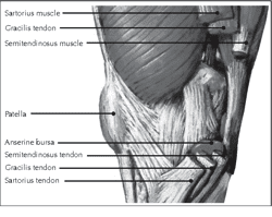 <p>Medial View of the Knee